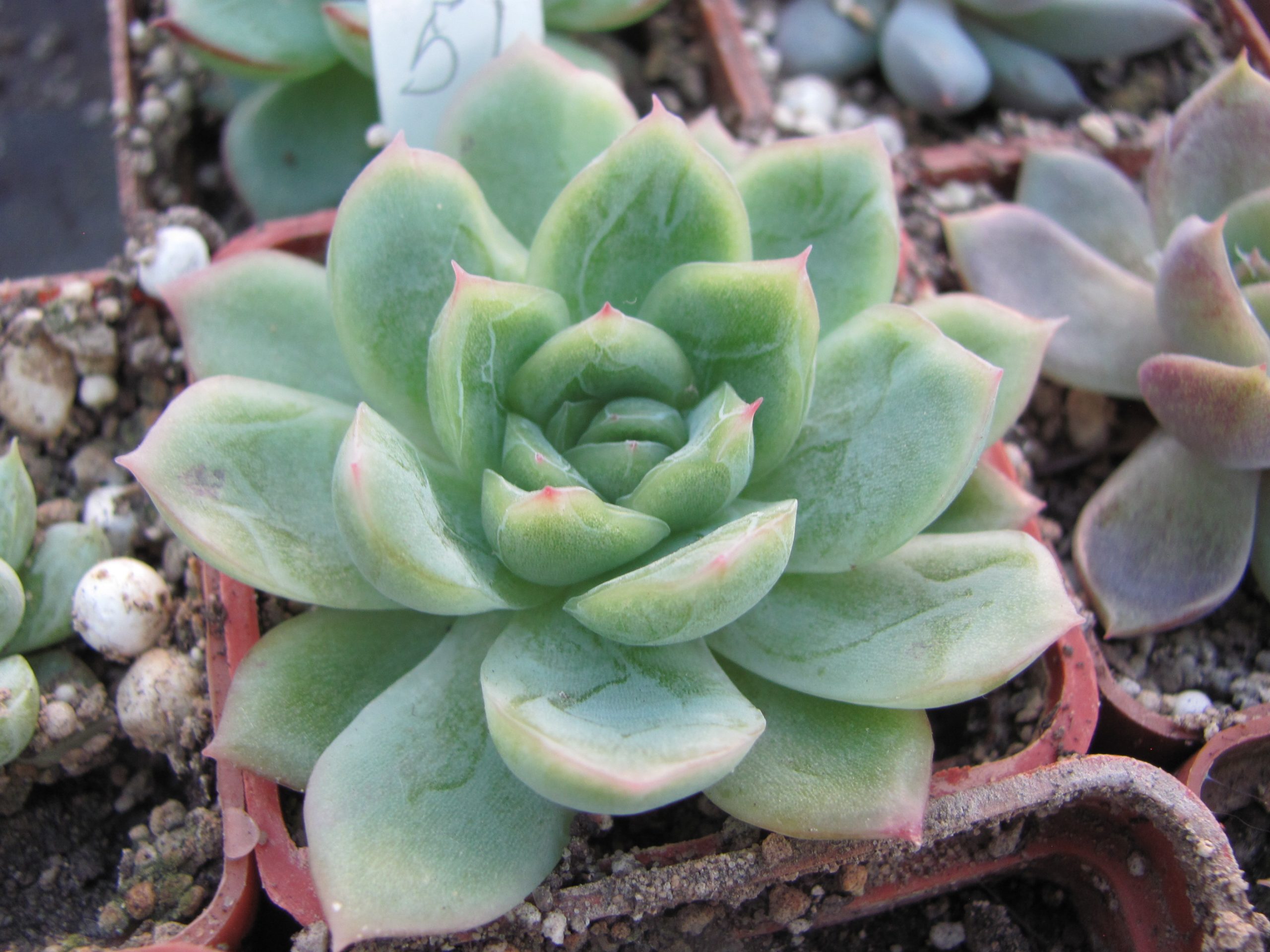 Echeveria  hybr.  51   Italy