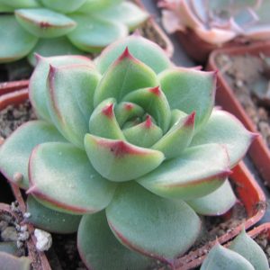Echeveria *Moon Stone*