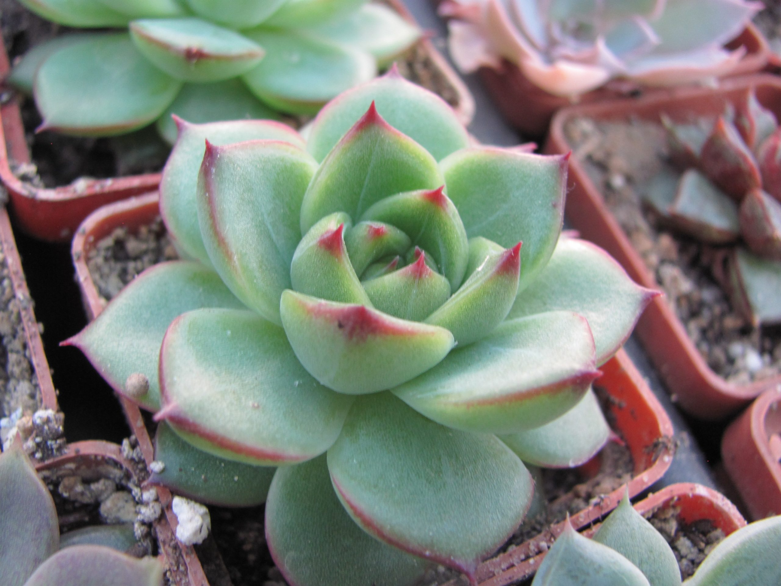 Echeveria *Moon Stone*
