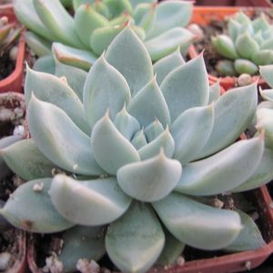 Echeveria  Star Valley