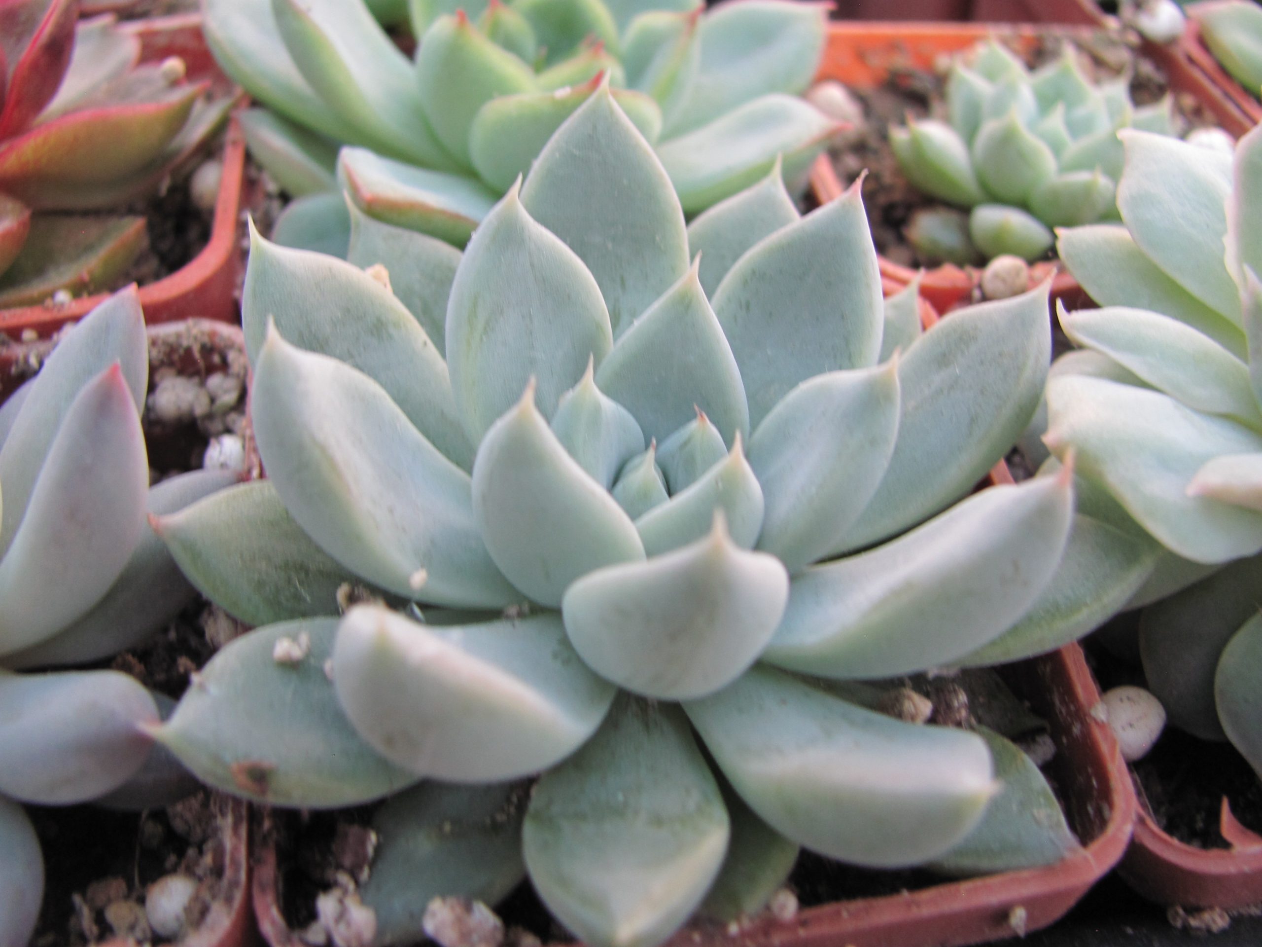 Echeveria  Star Valley