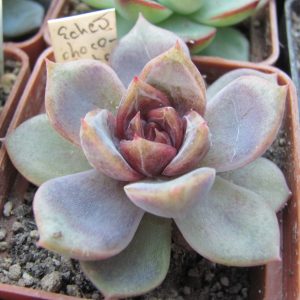 Echeveria *Dark Chocolate*