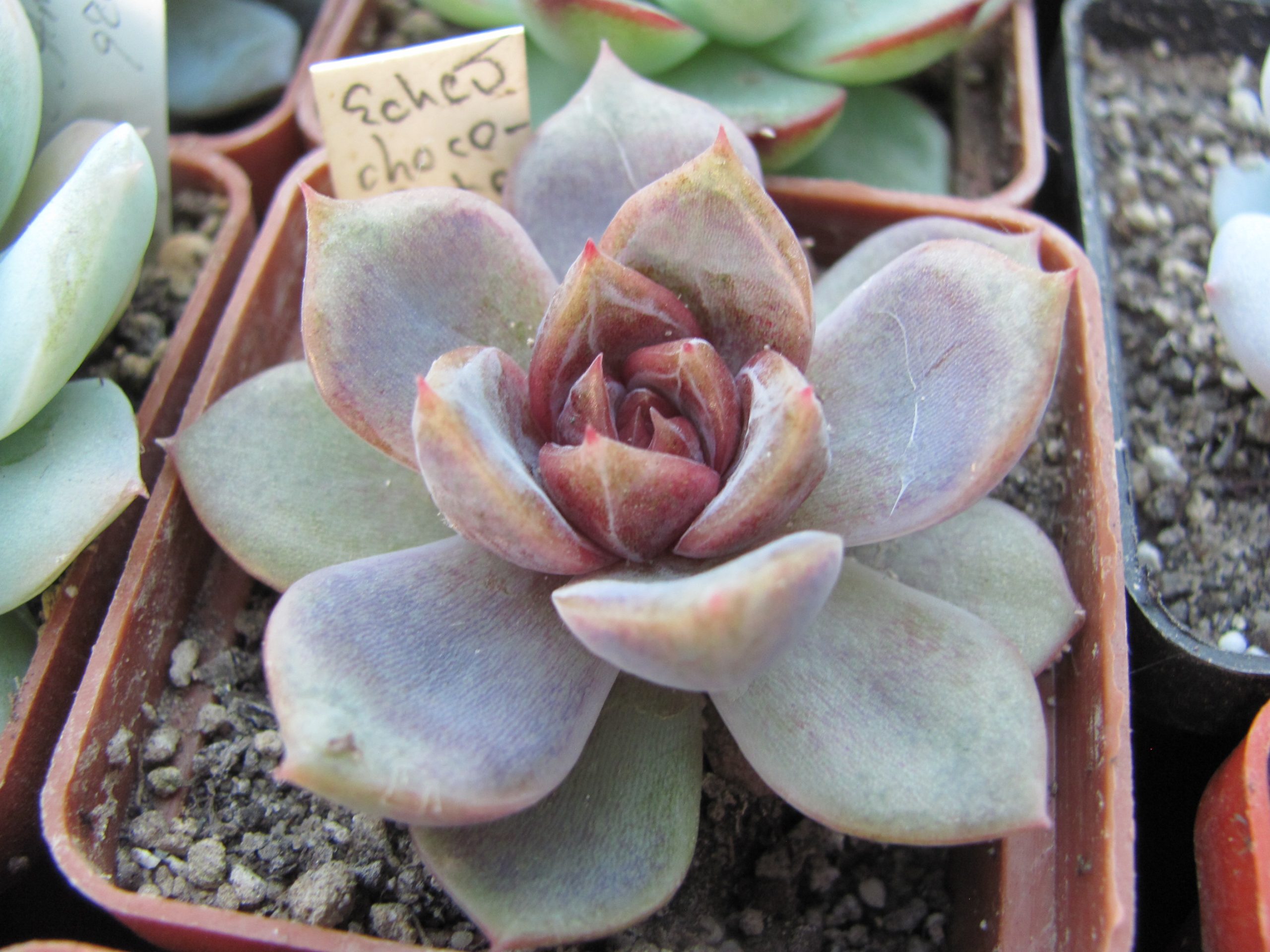 Echeveria *Dark Chocolate*