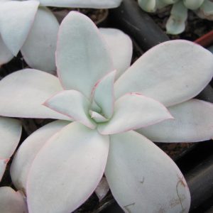 Echeveria Cante