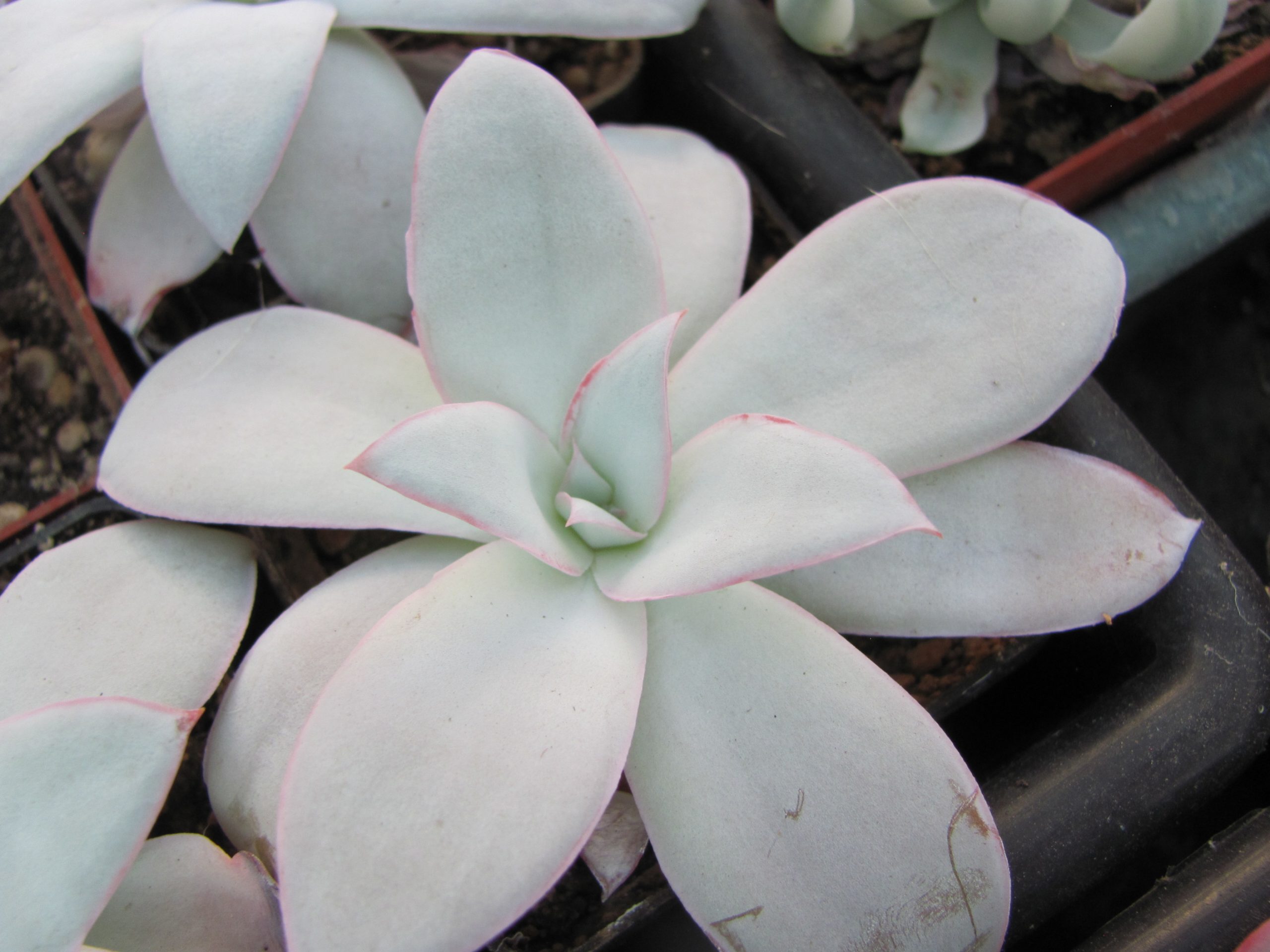 Echeveria Cante