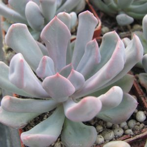 Echeveria Cupid