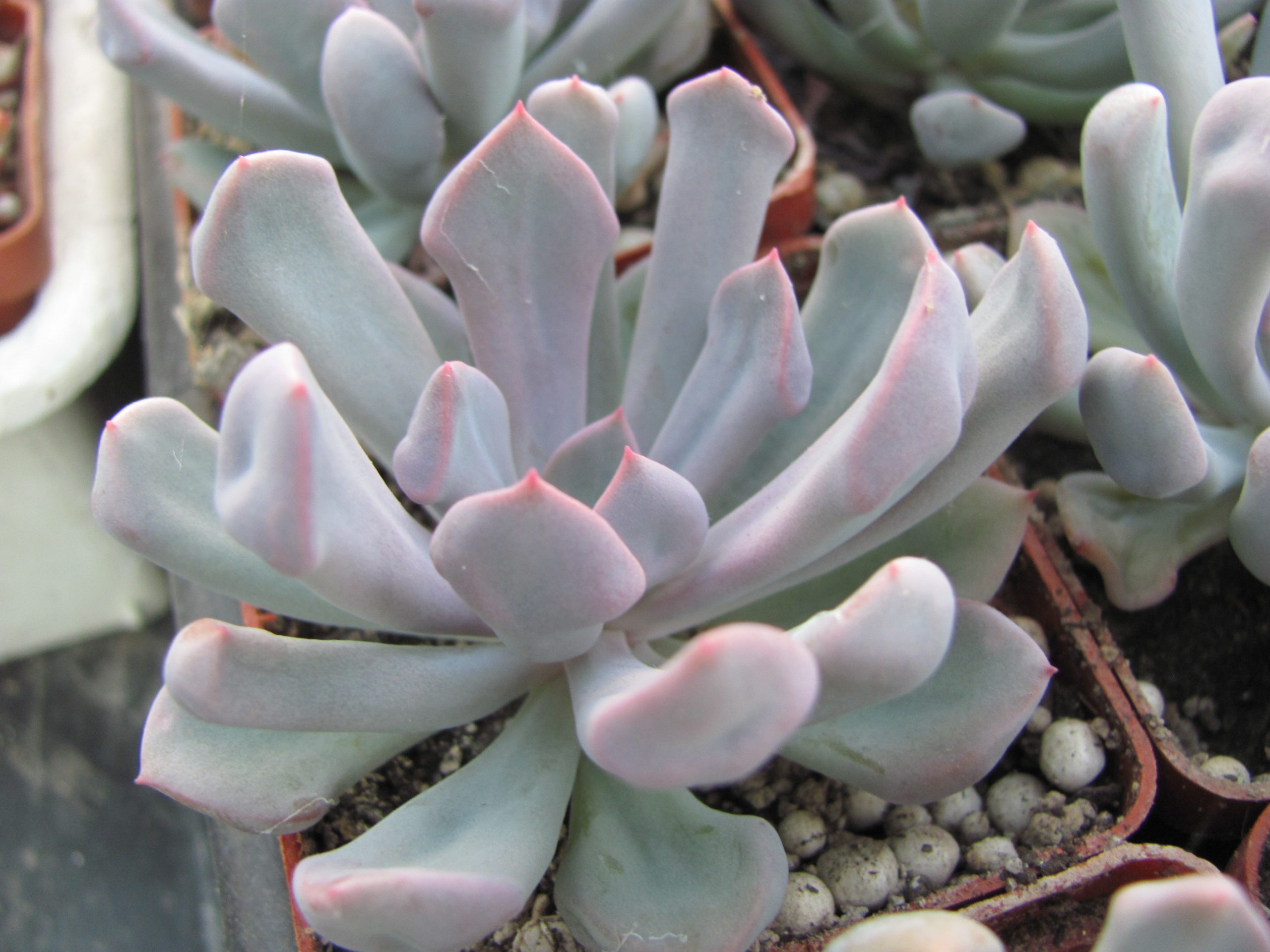 Echeveria Cupid