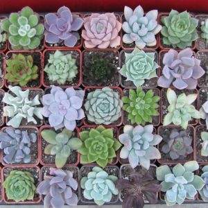 набір Echeveria  35 рослин разом