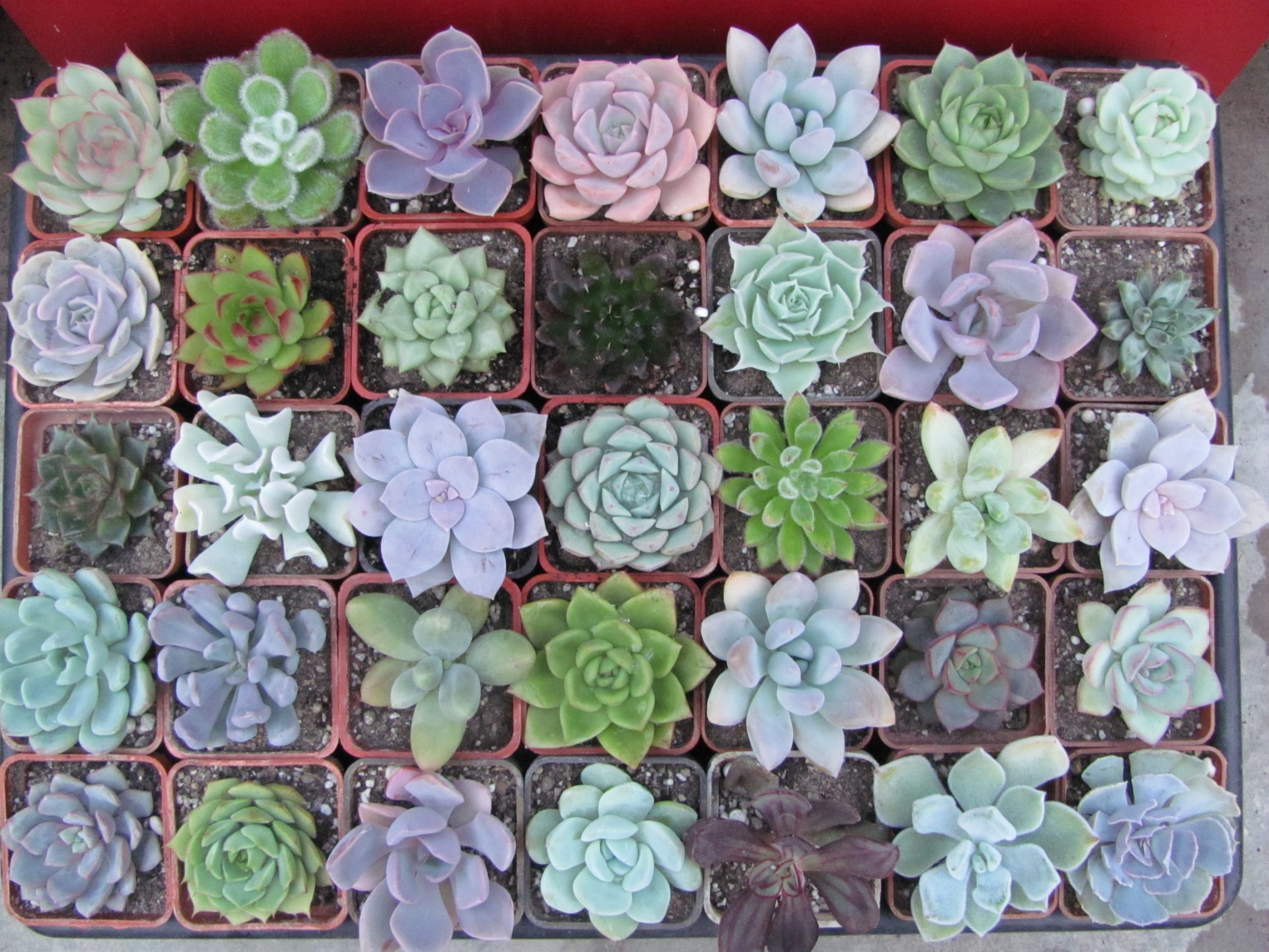 набір Echeveria  35 рослин разом