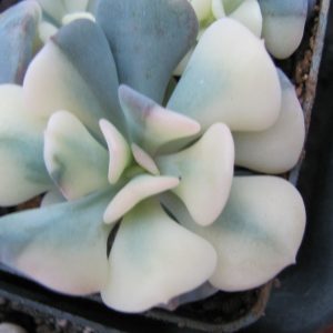 Echeveria  Cubic Frost variegata