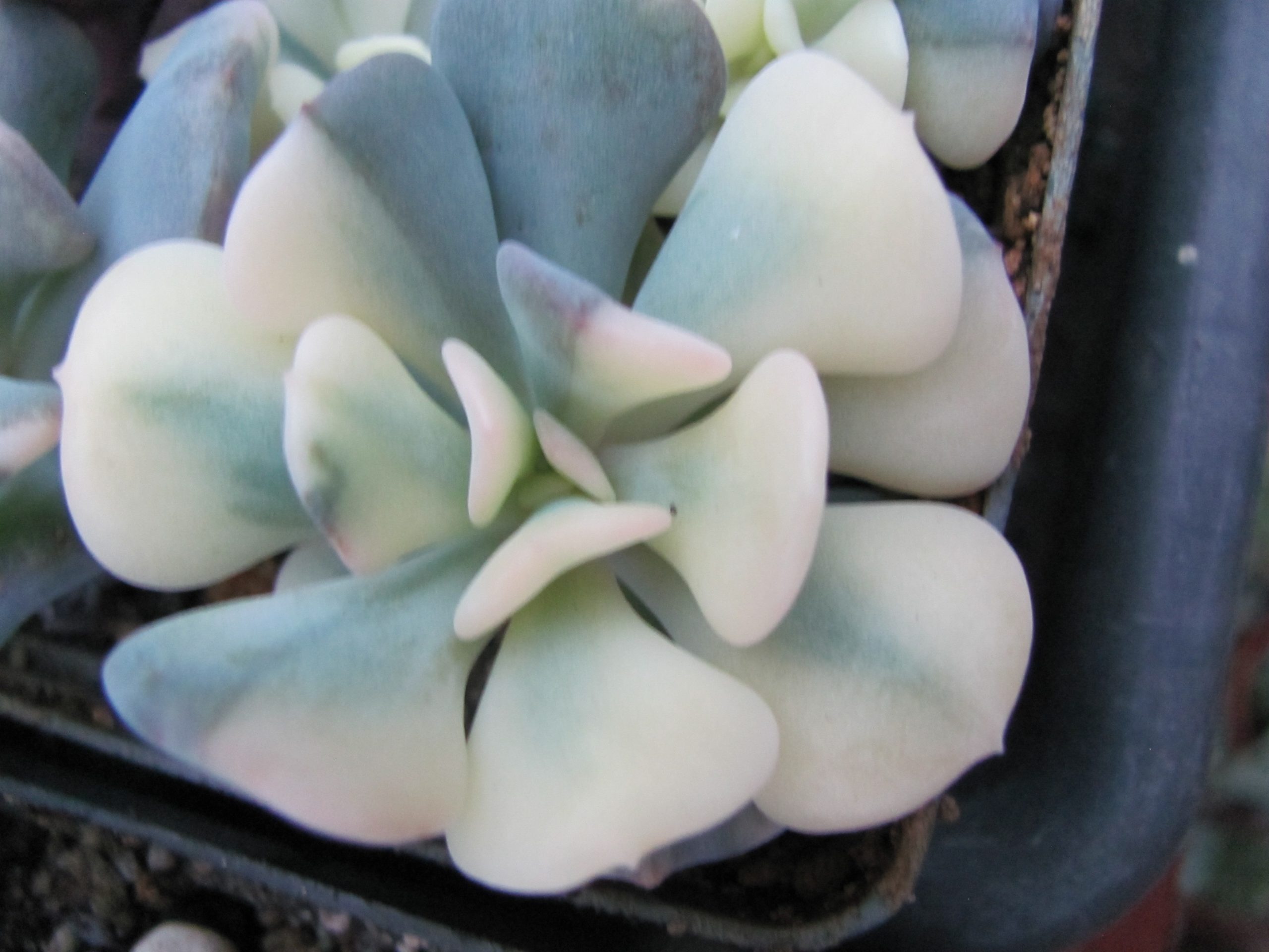 Echeveria  Cubic Frost variegata