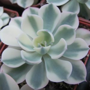 Echeveria *Compton Carousel*  variegata