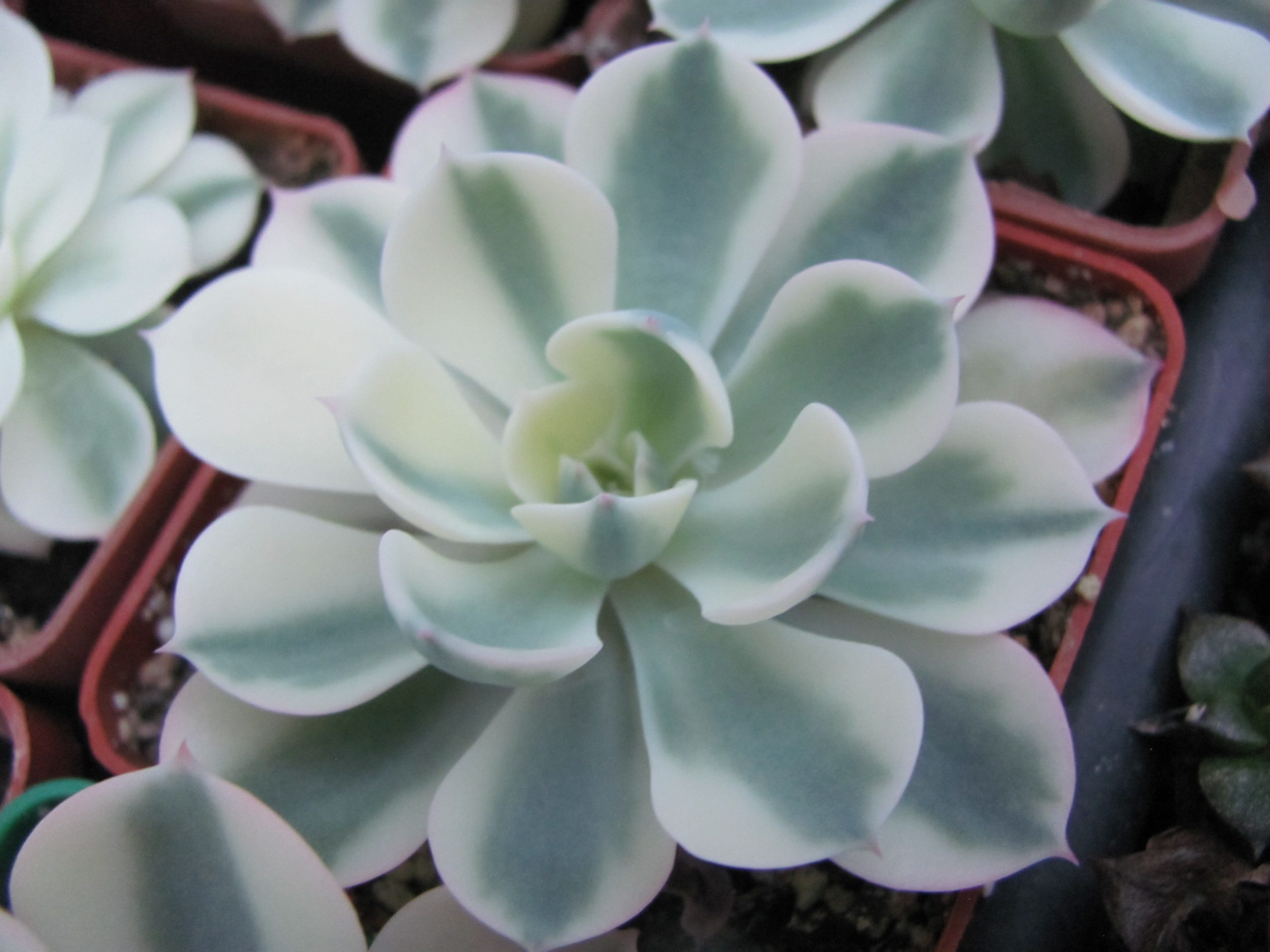 Echeveria *Compton Carousel*  variegata