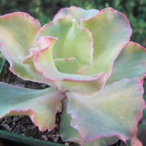 Echeveria  *Shaviana Curly* variegata