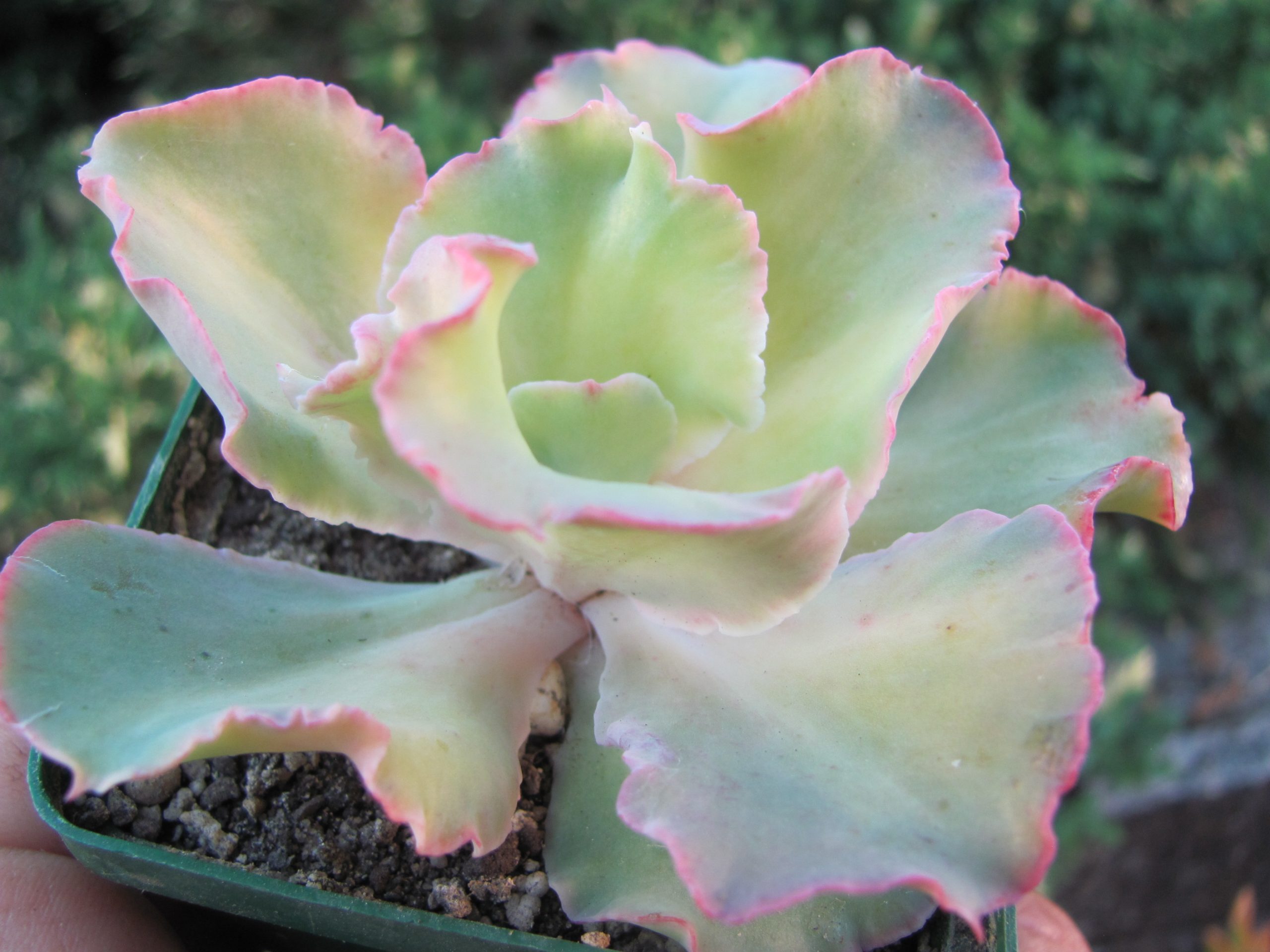 Echeveria  *Shaviana Curly* variegata