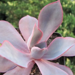 Echeveria afterglow