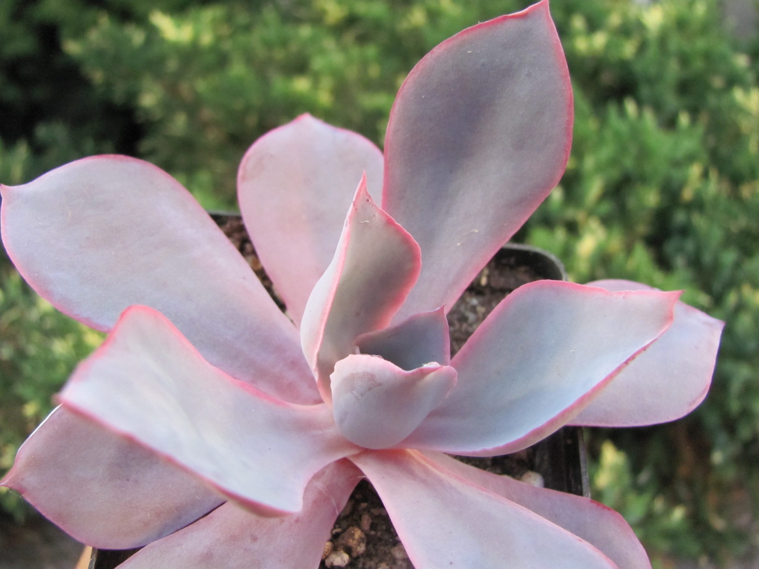 Echeveria afterglow