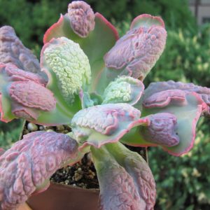 Echeveria Linguas