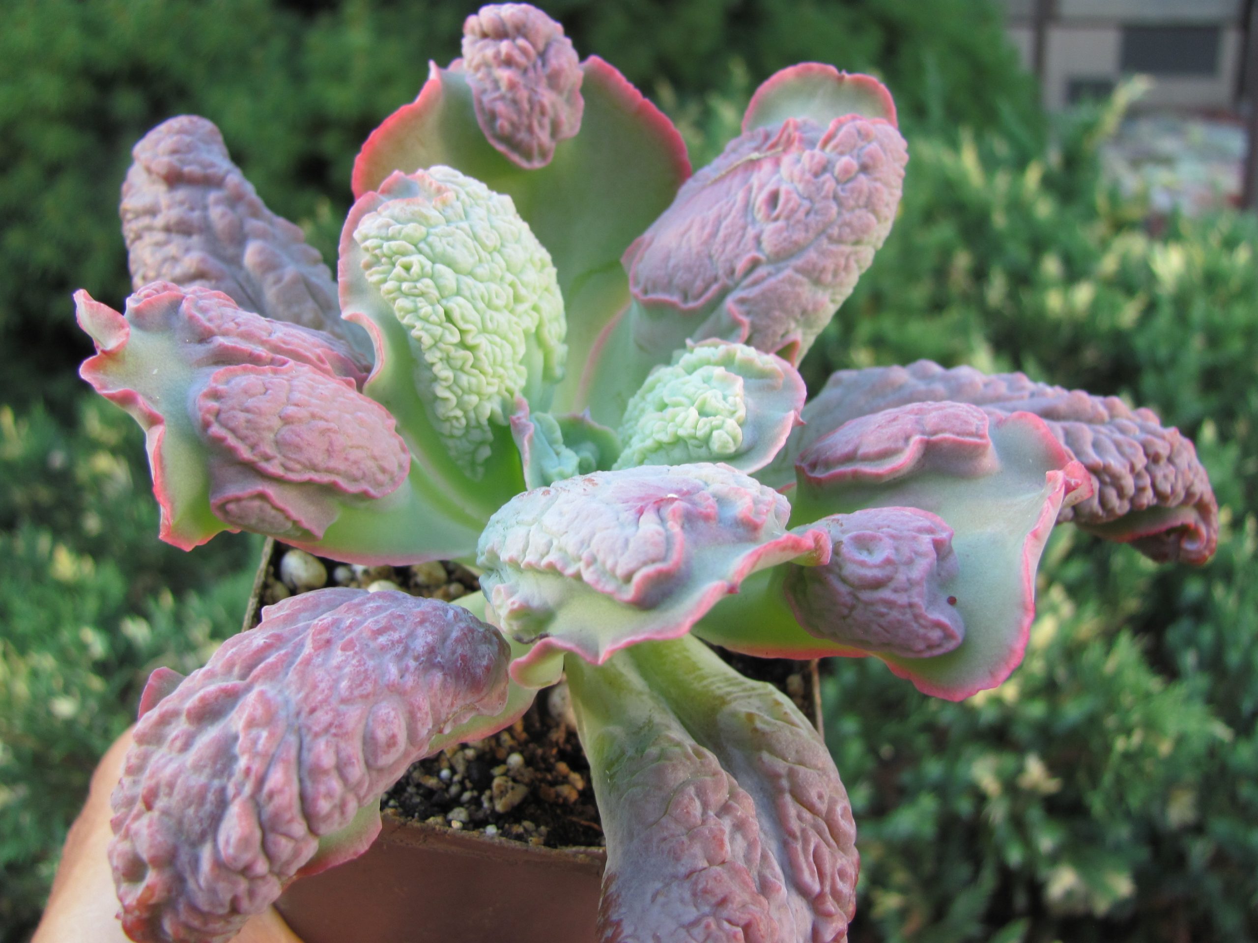 Echeveria Linguas