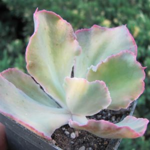 Echeveria *Shaviana Curly*  variegata