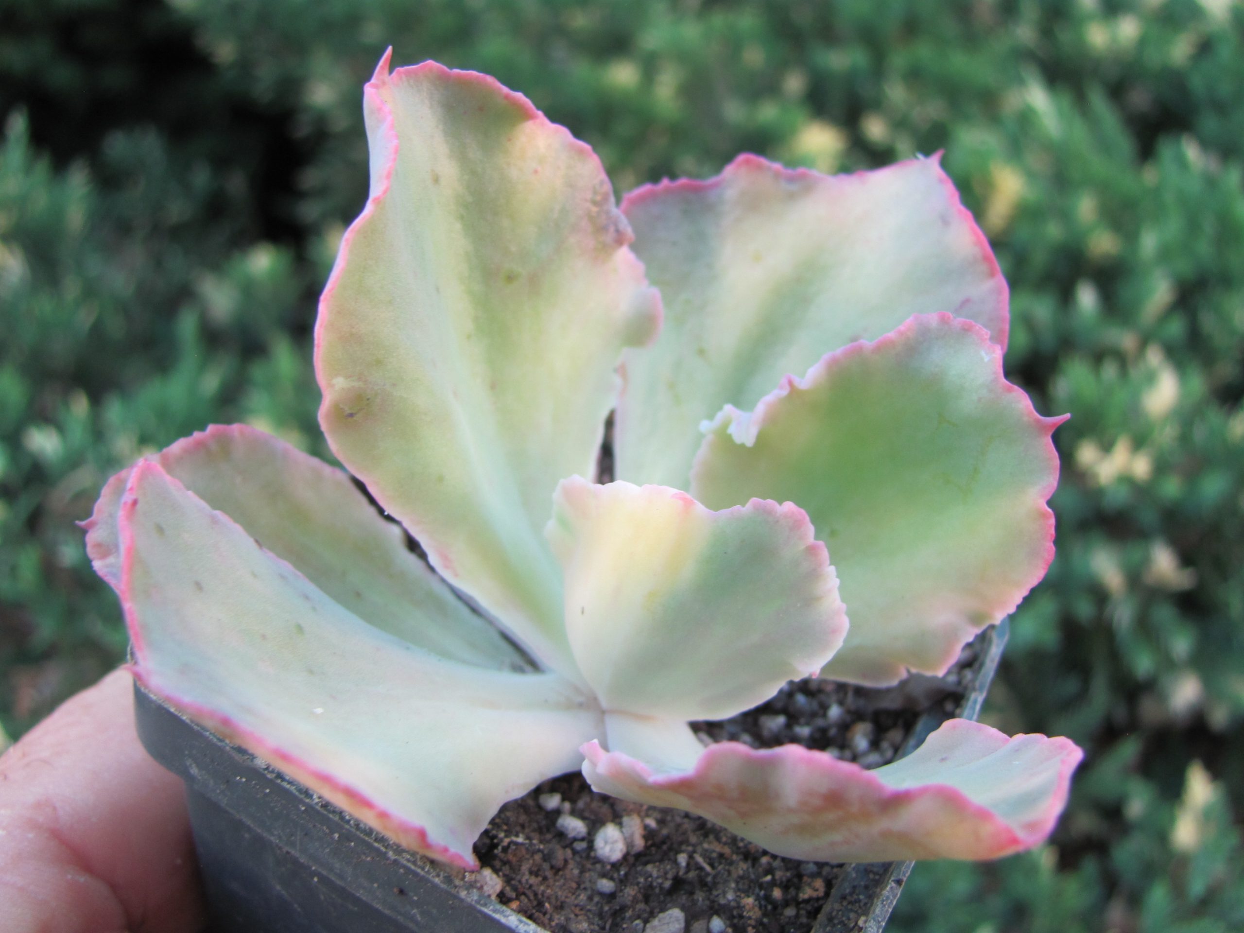 Echeveria *Shaviana Curly*  variegata