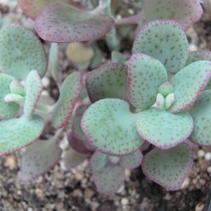 Crassula cordata