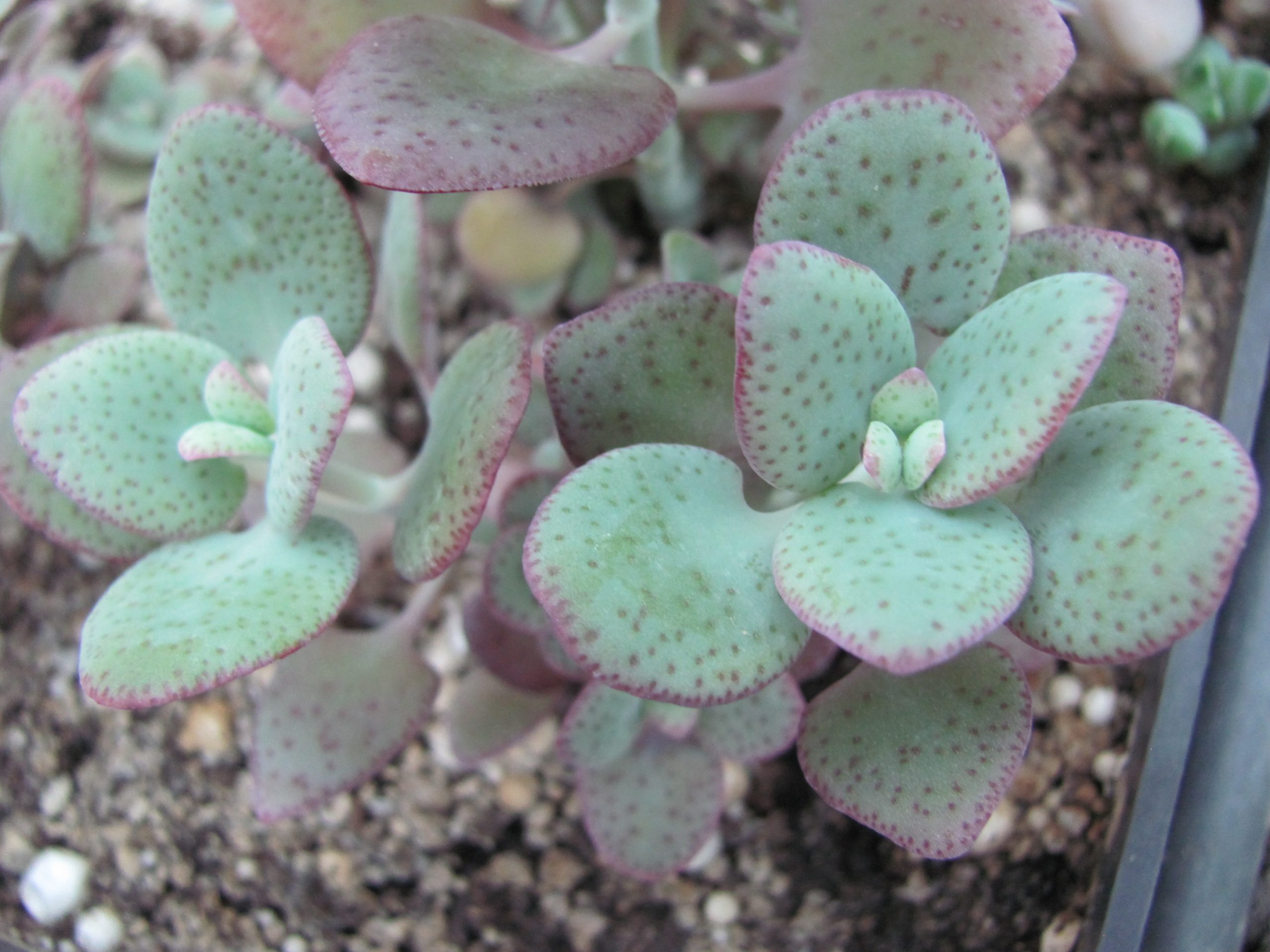 Crassula cordata