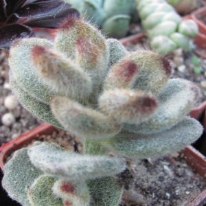 Kalanchoe tomentosa *Teddy Bear*