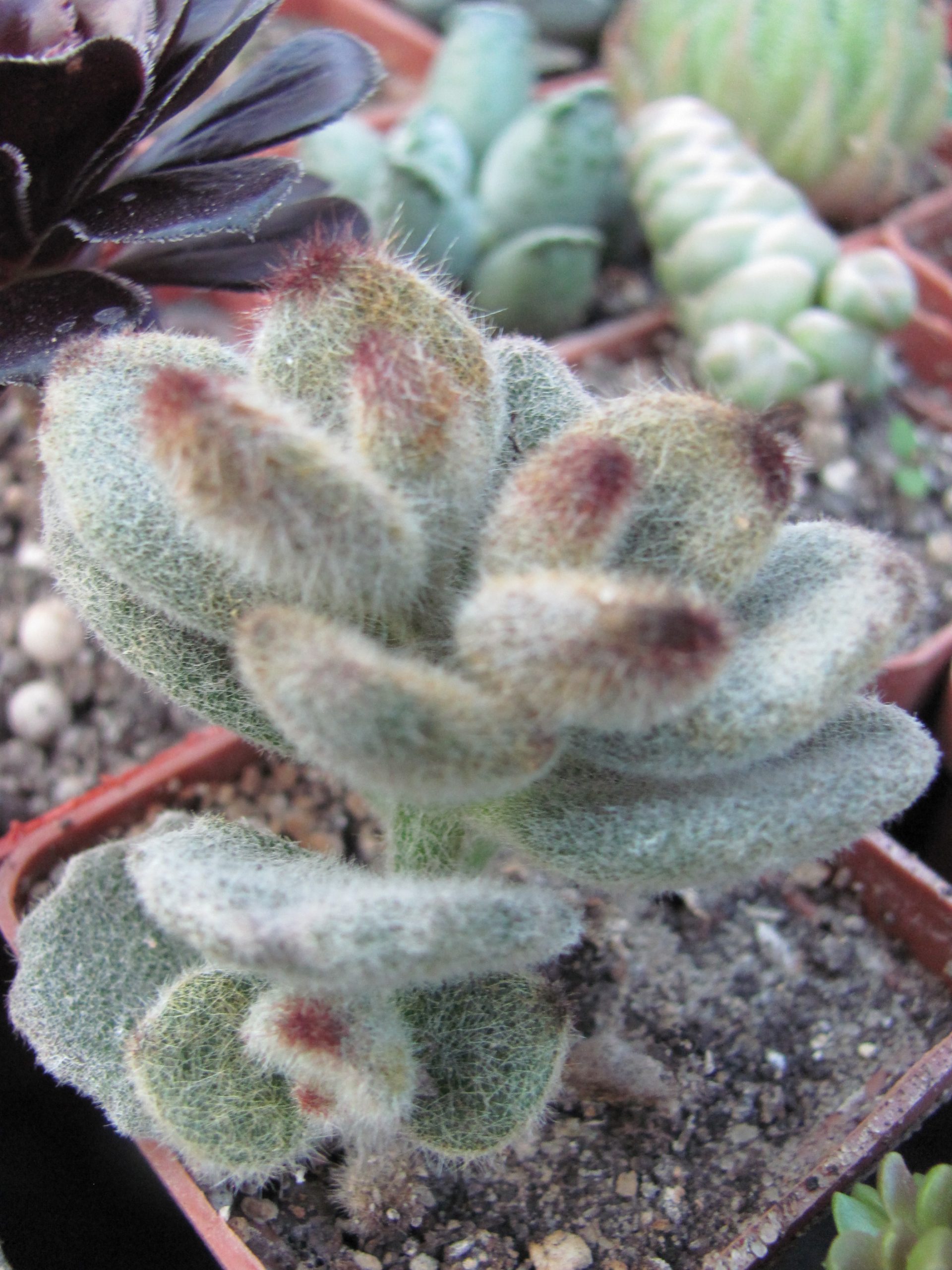 Kalanchoe tomentosa *Teddy Bear*