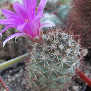 Bartschella schumannii