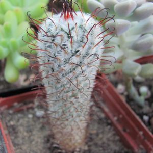 Mammillaria peresdelarosae