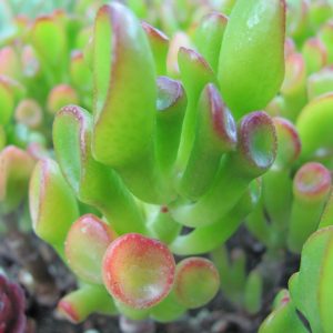 Crassula ovata Gollum