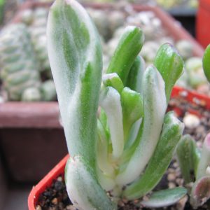 Crassula ovata Gollum   variegata