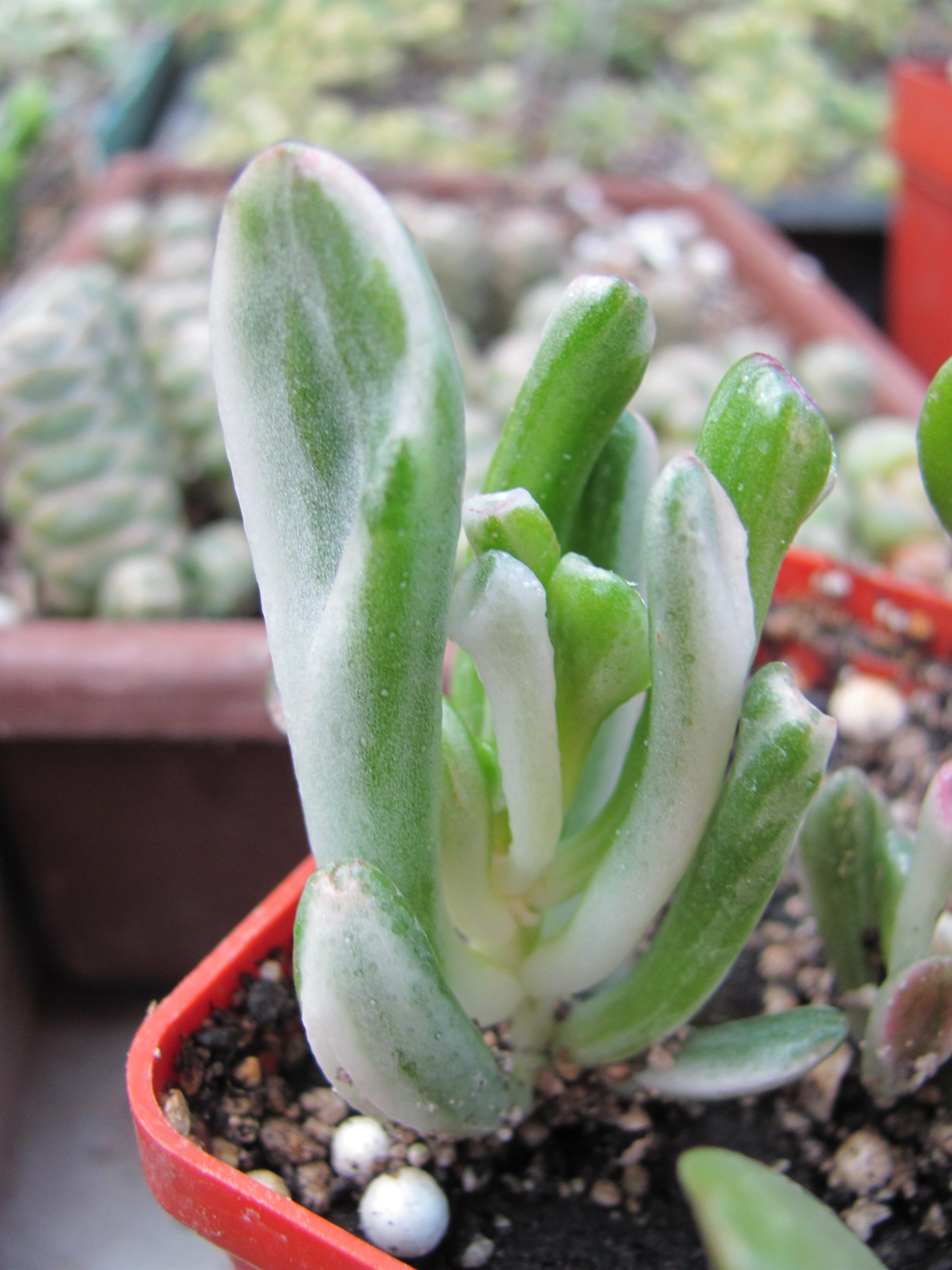 Crassula ovata Gollum   variegata