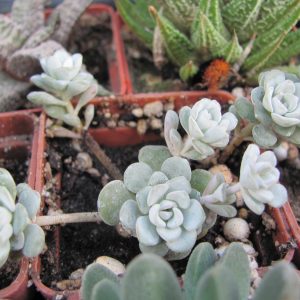 Sedum spathulipholium *Cape Blanco*