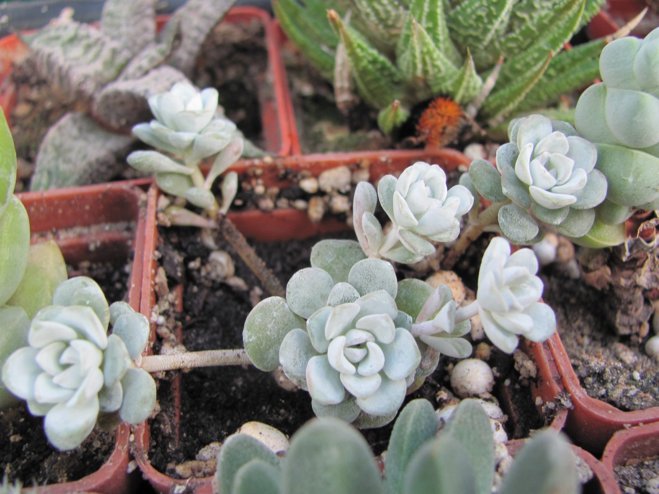Sedum spathulipholium *Cape Blanco*