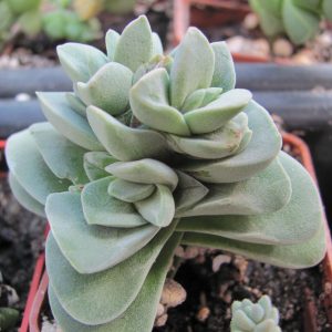 Crassula coralita