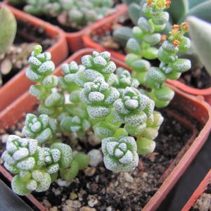 Crassula coralina