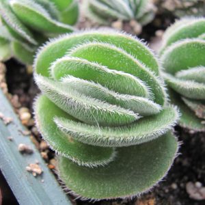 Crassula tomentosa