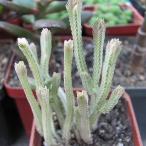Crassula licopodioides variegata