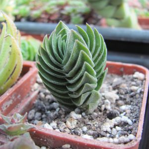 Crassula Buddhas Temple