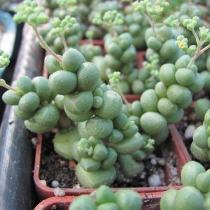 Crassula elegans