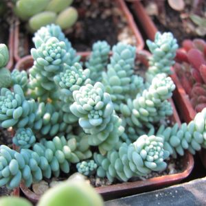 Sedum dasyphyllum Major
