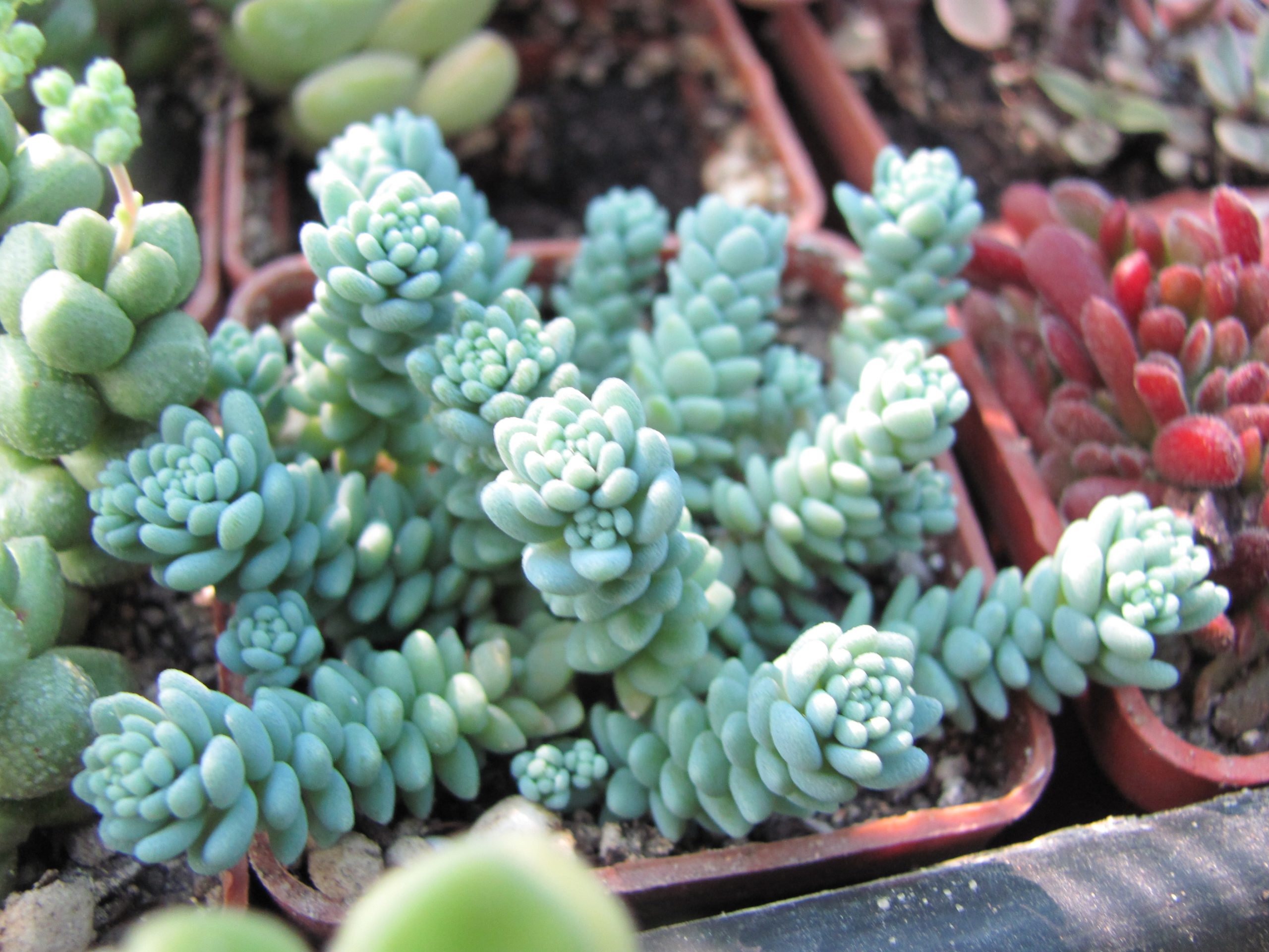 Sedum dasyphyllum Major