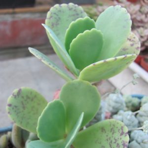 Kalanchoe   marmorata