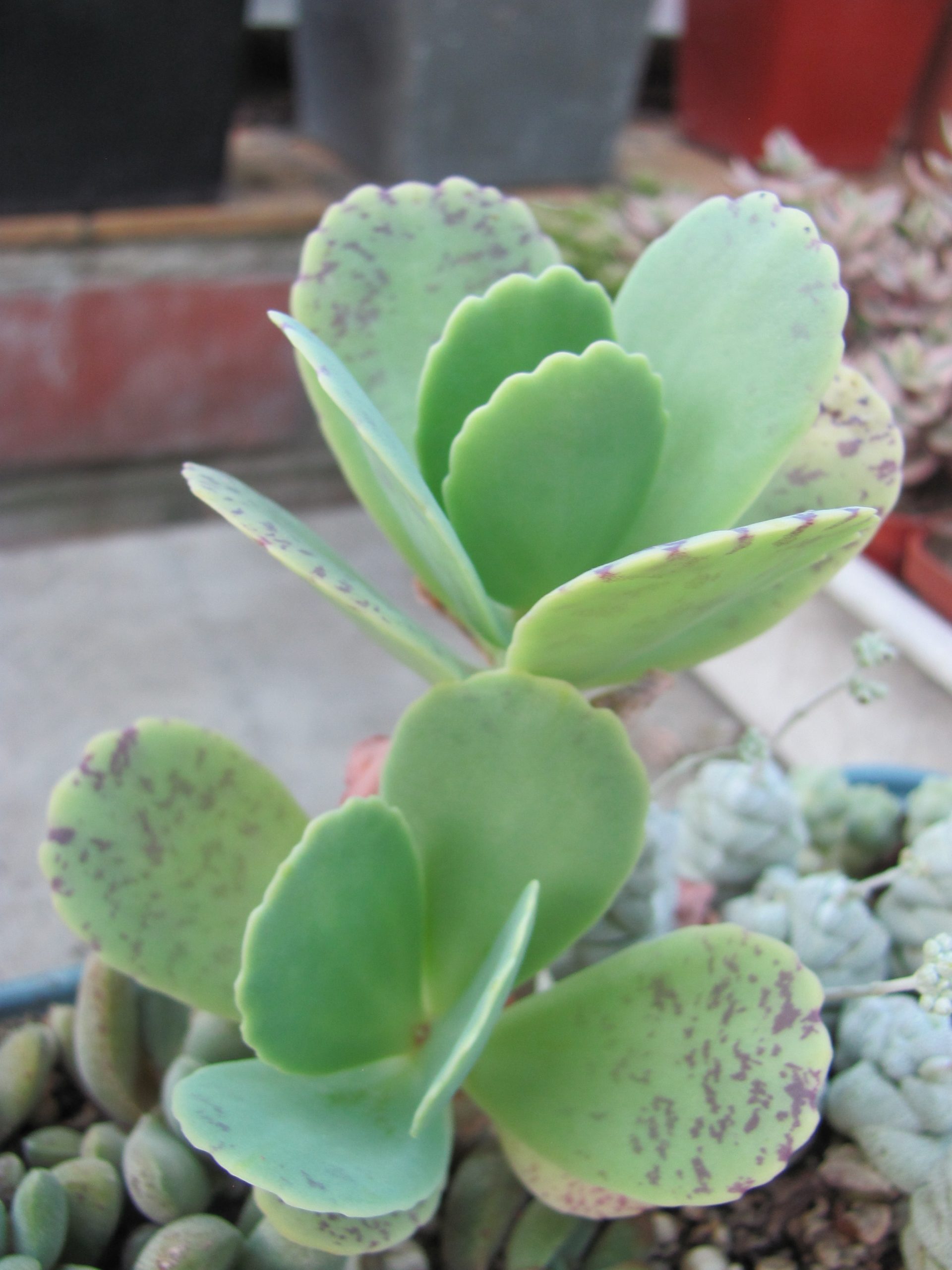 Kalanchoe   marmorata