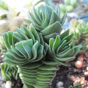 Crassula  Buddhas Temple