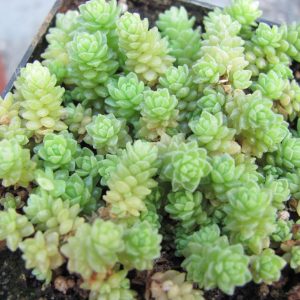 Sedum compactum