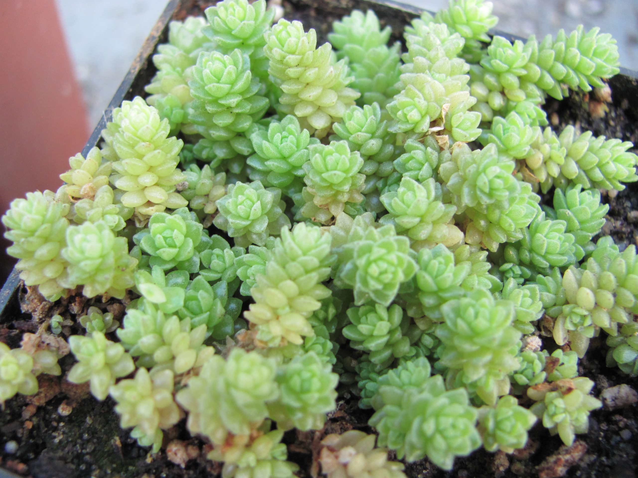 Sedum compactum