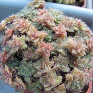 Crassula setulosa